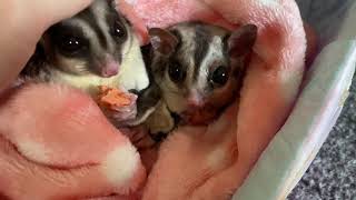 フクロモモンガ❤優雅なおやつタイム【sugarglider】