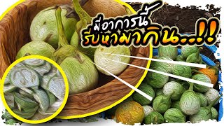 มีอาการเหล่านี้..!! รีบกินมะเขือเปราะ จากอาหารบ้านๆสู่ยาชั้นเลิศ | Nava DIY