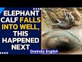 Elephant calf accidently fell into an abandoned well while roaming around | Oneindia News