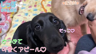 【ダックス多頭飼い】配信前の5ダックスが可愛すぎて楽しすぎる飼い主【多頭飼い】【日常動画】【5ダックス】【Dachshund】【ダックス】