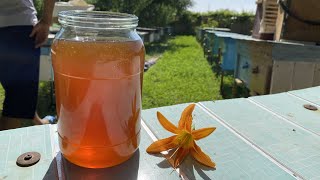 Beekeeping, strawberry farm Uzbekistan. Life in Uzbekistan. Пчеловодство в Узбекистане O'zbekison