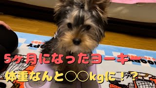 #27【子犬のヨークシャーテリア】ひなた君　祝！５ヶ月になったヨーキー！　体重測るとデカヨーキーでした！