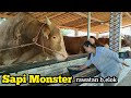 RAWATAN MBAK ELOK SAPI RAKSASA SANGGENO JEMBER SELATAN 🔥🔥🔥