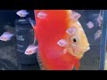 ディスカス稚魚（孵化から20日目）