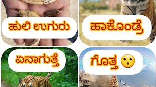 ಹುಲಿಯ ಬಗ್ಗೆ ನಿಮಗೆ ಎಷ್ಟು ಗೊತ್ತು ಈ ವಿಡಿಯೋ ನೋಡಿ ಗೊತ್ತಾಗುತ್ತೆ! @Totalfacts308