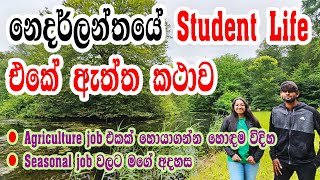 අපි ඇත්ත කථාකරමු, මම job එකක් හොයාගත්ත විදිහ, Student life in the Netherlands #studentslife