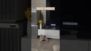 1년 4개월 레이 근황💛 여전히 장난꾸러기! 다리는 길지만 몸무게는 2.3kg인 쪼꼬미 #cute #puppy #강아지 #반려견 #cutedog #pets #강아지일상 #말티푸