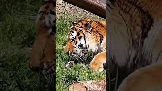 幸せそうな🍙アースくん🐯【骨付きの野生肉🍖】 #のんほいパーク #豊橋動物園 #トラ #アース #屠体給餌