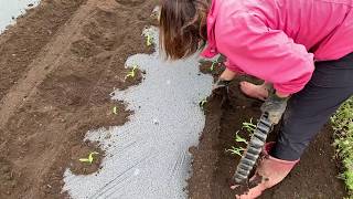 トウモロコシ定植 恵味ゴールド 露地マルチ栽培 19/4/29