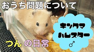 【キンクマハムスター】つんの日常#3 おうち問題について