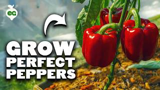 Watch This Before Growing Peppers 🌶️🔥