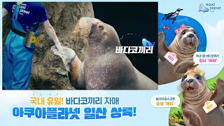 🎉국내 유일 바다코끼리 자매 상륙🎉 메리~얼 바랴이어티!💕 아쿠아플라넷 일산