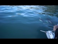 Dall porpoises in the Kenai fjords