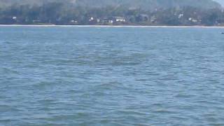 Dolphins by Padmadurg Murud.avi