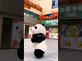 Short Cute Panda Video ❤️