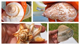 How to clean shells with Muriatic Acid.  You will see the big difference Woow