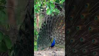 ମୟୁର ରୋ ସୁନ୍ଦରତା ||peacock the beautiful Bird ||blogs video, @mrlabadk