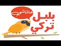 بلبل تركي علماشي هل يوجد احد 92