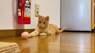 #63 猫、カーテン時々ボール遊び