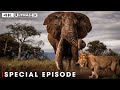 Powerful Hunters: Army of Darkness | SPECIAL | Nature Animal Documentary