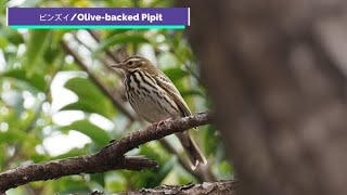 ビンズイ（4）/Olive backed Pipit