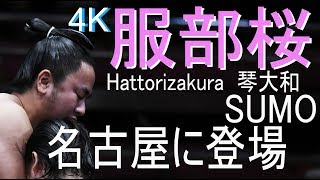 【4K】服部桜🌸名古屋に登場!!!連敗を止めた名古屋で前進をめざす！琴大和　＃相撲　＃名古屋場所　＃sumo