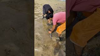 Farmer catches two big fish. #fishing #fishingvideo #shorts #village