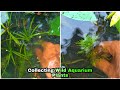 Collecting Wild Aquarium Plants | Native Aquatic Plants for Planted Aquarium