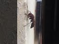 wasps paper wasp eating carton 台灣褐色長腳胡蜂 3