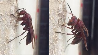 Wasps | Paper Wasp eating carton | 台灣褐色長腳胡蜂 (3)