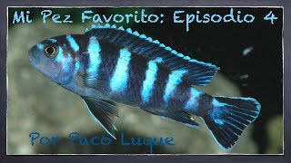 Mi Pez Favorito. Episodio 4 - DEMASONI (Pseudotropheus demasoni ) por Paco Luque