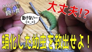 【オオムラサキ☆飼育観察　大変だ！蛹化したオオムラサキを救出せよ！】（くろねこチャンネル）