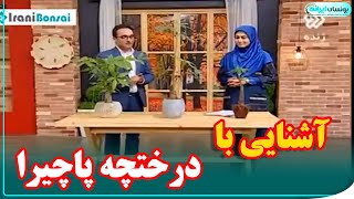 آشنایی با درختچه پاچیرا