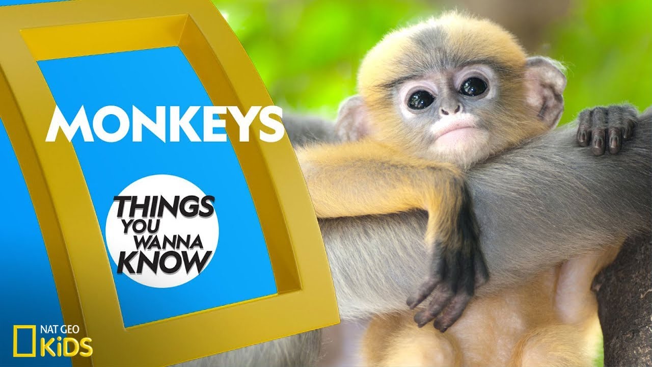 Cool Facts About Monkeys Things You Wanna Know Youtube
