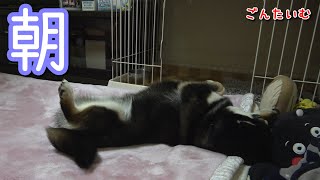 撫でられる準備は万端ですw【黒柴ゴン太】ほっこりする柴犬の寝起きシリーズvol.16