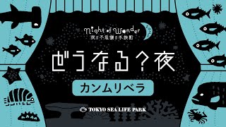 カンムリベラ/どうなる？夜