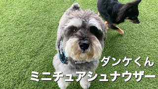 ミニチュアシュナウザー　ダンケくん　【Miniature Schnauzer】