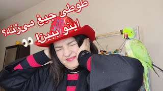 چرا طوطی ها جیغ میزنند?😱