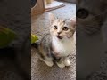 かわいいネコの動画見て癒されて shorts cat cute 猫