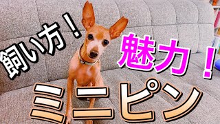 All about Miniature Pinscher