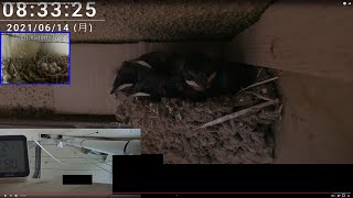 孵化後13日目 2021 ツバメの巣 Swallow's Nest 子育て 観察動画 2021/06/14 21:15～