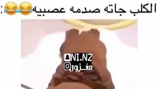 الكلب جاتله صدمة عصبية 😂😂😂