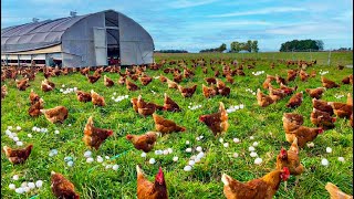 How To Raising Millions of Free Range Chicken For Eggs and Meat - Chicken Farming - Meat Factory