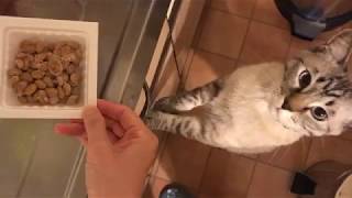 納豆パックをペロペロ舐める猫