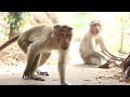 Rowdy Biju | Monkey film | Animal World Uploads |