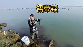 在家就能品嘗海鮮樂趣！用裙帶和北極蝦做的排骨湯，一絕不可錯過！ #赶海 #海螺岛 #现捞现吃 #海鲜 #大潮赶海