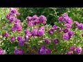 4K HDR Video – Beautiful Flower Garden in Canada, The Butchart Gardens