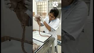medical college dissection hall brain and spinal cord #shorts #short #ytshorts #shortsvideo #viral