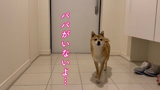 ママが帰ってきたのに行方不明のパパを心配する柴犬が可愛い