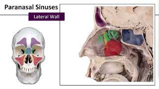 11 Nasal Cavity and Sinuses